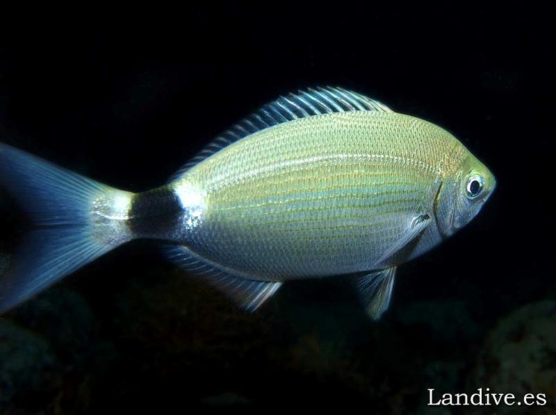 Galana ( Oblada melanura ).jpg - OLYMPUS DIGITAL CAMERA